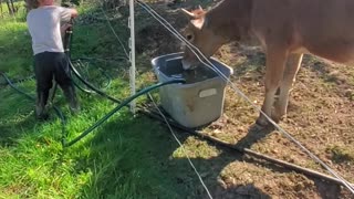 Taming a heifer