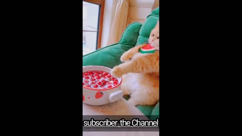 Cat funny cooking video