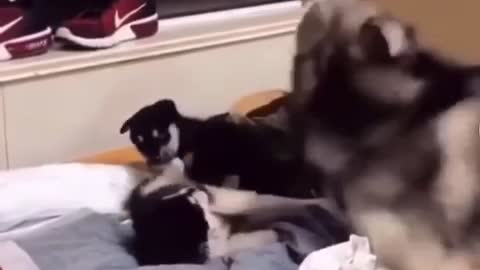 mommy husky playing