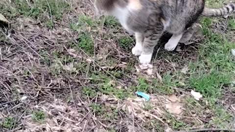 The Cute Video Of Cat 🐈 By Kingdom of Awais