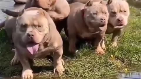 Short video#dog short video#pitbull dog short video#dog new short video 2021#