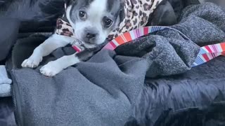 Leopard Boston terrier