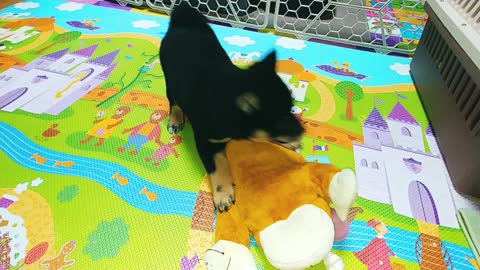 Baby Shiba dog, playing with monkey dolls with mom, baby Shiba dog.