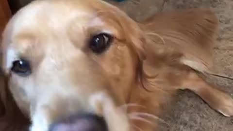 Golden retriever holding egg in mouth and drops it