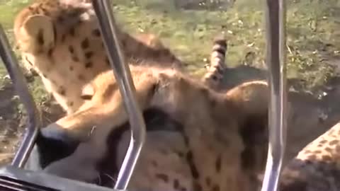 Cheetah Meowing