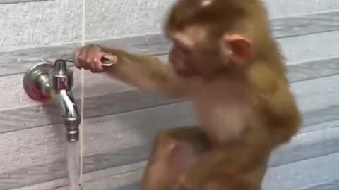 Monkey enjoying taking bath