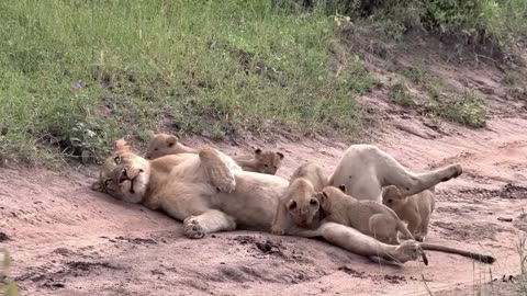 Nice Sunday morning stroll of cute lion cubs