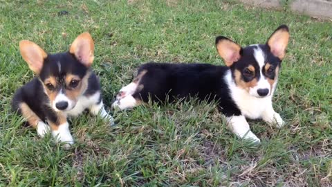 The adventures of Angus and Tinkerbell Corgis