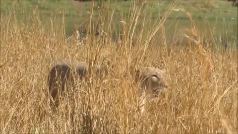 Lion Attacks Zebra _ Lion vs Zebra _ Wildlife _Perfect Videos