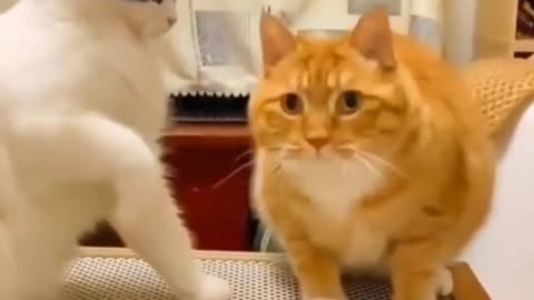 collection of funny cat videos