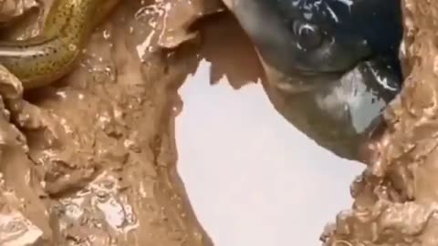 The most bizarre fish you will see today