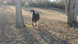 New Gypsy Colt Quiggly After Arrival From Utah - Stretching His Legs! :)