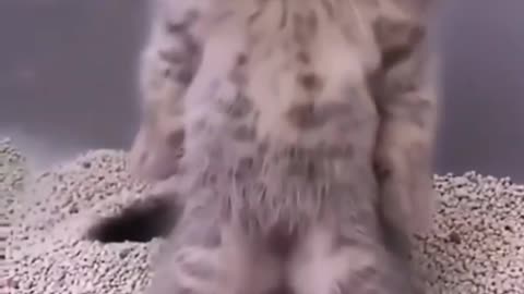 cute kitten makes me interested to keep it