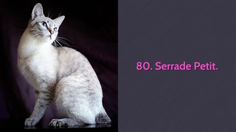 All Cat Breeds from A-Z with Pictures