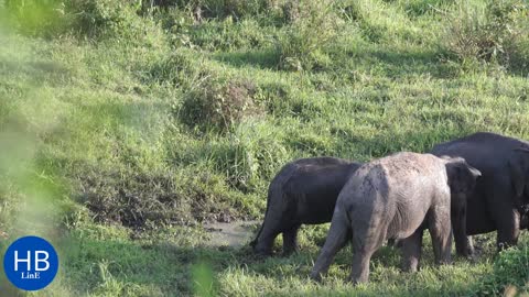 Elephant Family Roaming at Grassland together