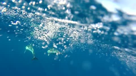 Rumble/Dolphins Swimming in Open Ocean