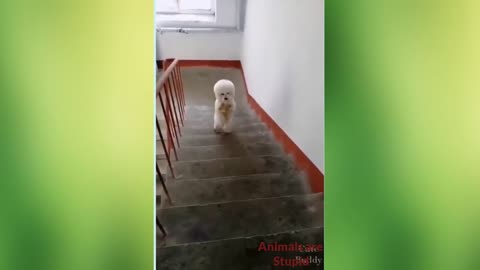 The beautiful puppy is climbing the stairs with food