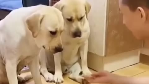 Funny dogs