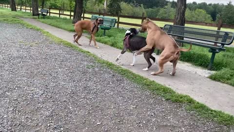 German Shepherd Attacks Pitbull [OFF LEASH DOG PARK] Part 1