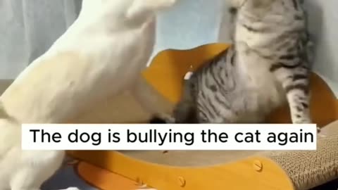 FUNNY CATS and DOGS, PARROTS 🐱🐶🦜 New Funniest Animals Videos 2023 😂