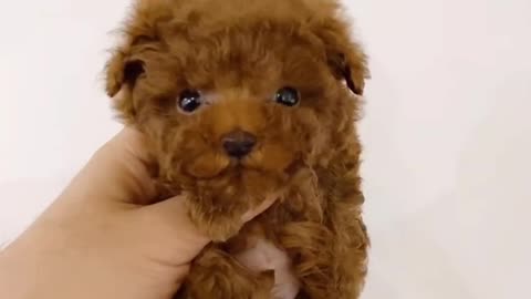 Cute puppy | heart melting cute baby dog