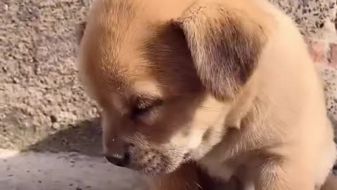 Cutest baby dog, Satisying 😹 Funny Animals videos