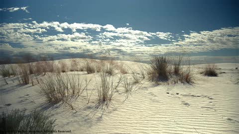 White Sands National Monument - White Sand Landscape with Foliage Slight Wind #4