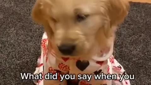 golden retriever funny and cute moments