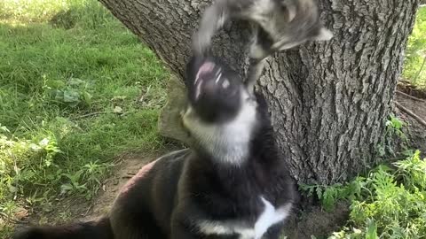 Baby Animal Pals Play Together in Tree