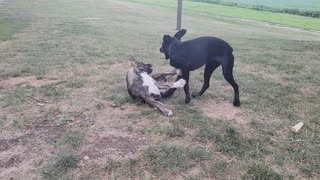 Puppies playing Hicksville style