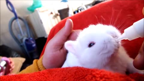 Cutest Funny and Fluffy Baby Rabbits Compilation