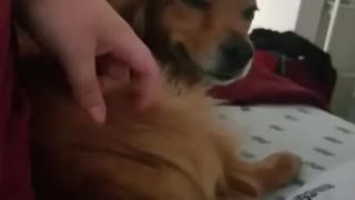 Strange dog lifts leg in his sleep