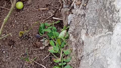 Poor frog, when she was looking for food, suddenly a snake came and caught her