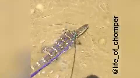 Tan lizard on purple leash swimming in water