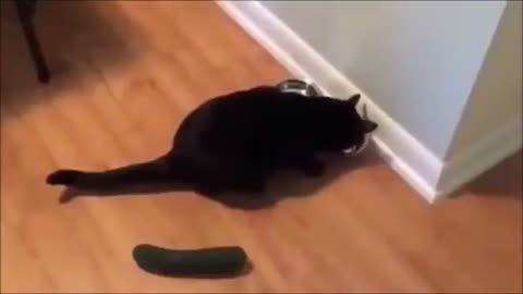 cats and cucumbers FUNNY VIDEOS