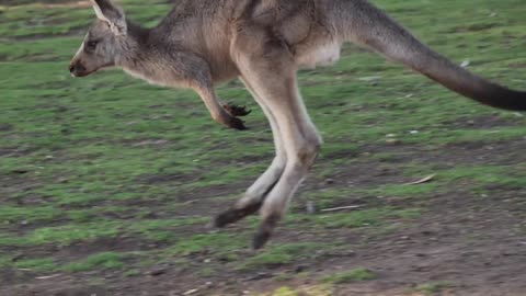 Super slow motion of jumping kangaroo