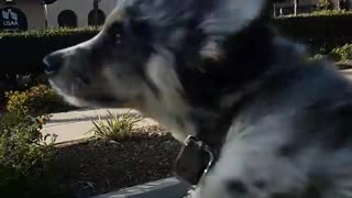 Black and white puppy rides on car window
