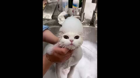 Cat reaction when bathing