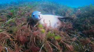 Endangered Sea Lion Says Hello