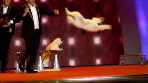 dog talent show