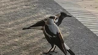 Magpie Asserts its Authority