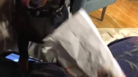 Dogs head stuck inside bag of goldfish crackers