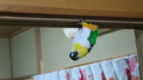 Funny parrot. Too great