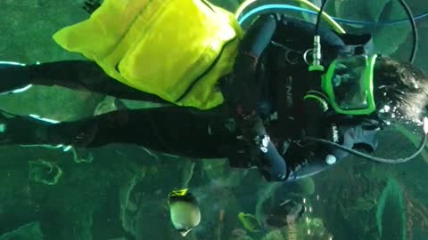 Marine Biologist Q&A inside a fish tank
