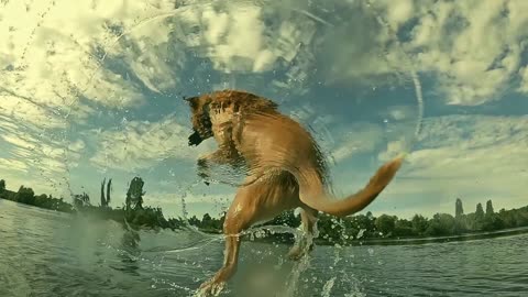#A Dog Enjoying a Swim #Shorts #Dog Training