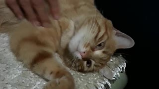 This Cat Loves Getting A Massage Before Bedtime!