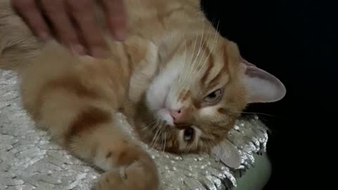 This Cat Loves Getting A Massage Before Bedtime!