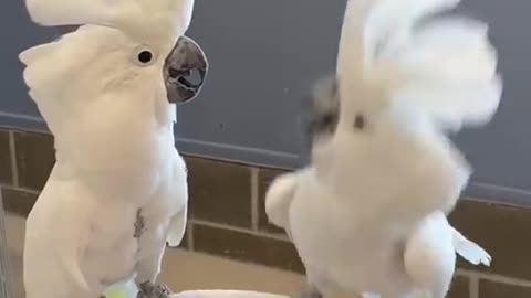 Cocktail parrots dancing