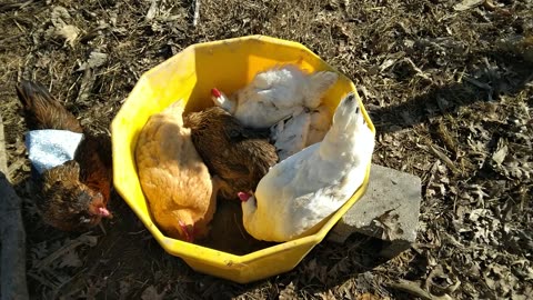 The hens have a new dust bath tub!