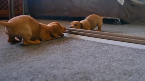 Funny Dog Playing with Mirror